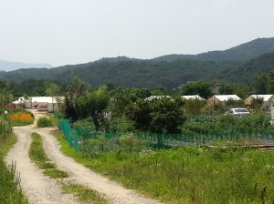 경주 보불로 ‘불법 글램핑 난립’ 심각