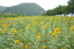 의성읍 꽃천지길 해바라기 만개