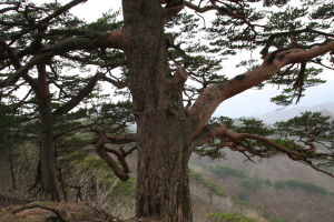 사진작가 장국현, 금강송 베어 ‘충격’