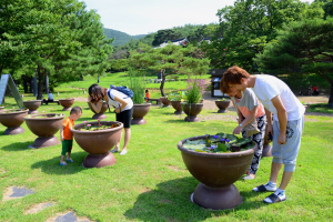 수련 향기 가득한 ‘도동서원 수련展’