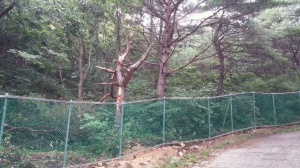 <카메라 고발> 보경사 내 훼손된 소나무