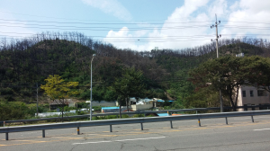 포항 용흥동 뒷산, 화마 흔적 그대로