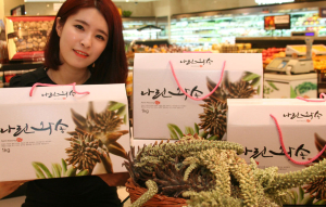 롯데百 포항점, 신비의 약초 ‘와송’…노화방지 효과만점