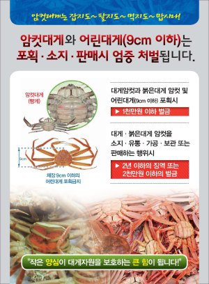 “암컷대게, 잡지도 팔지도 마세요”