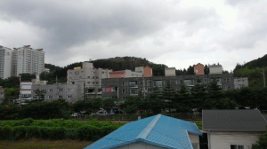 포항 효자동 새떼들이 사라졌다