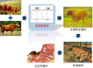 우량 송아지 조기 선발 ‘한우 DNA 마커’ 개발