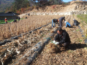 문경시 동로면, 가을걷이 농촌 일손돕기