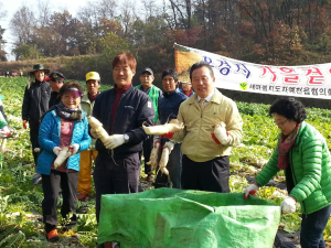 이현준 예천군수, 무 수확 현장 일손 보태