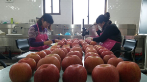 포항사과, 탑프루트 사과로 ‘우뚝’