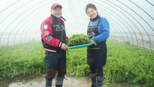 고령 ‘참샘 미나리’ 내일 본격 출하